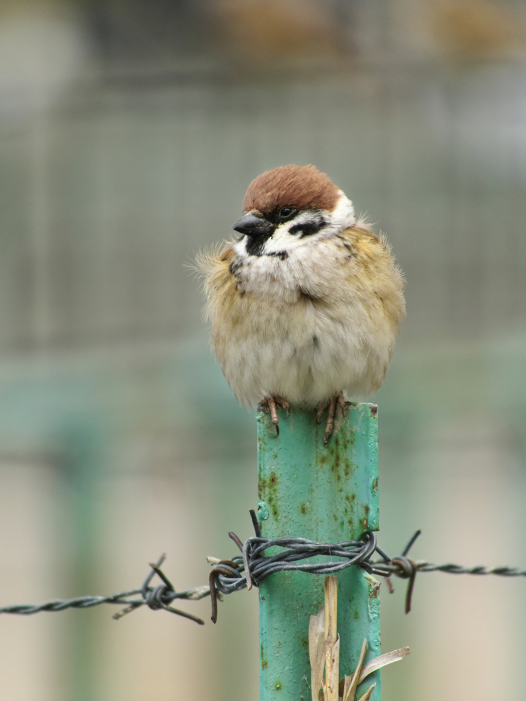 もふもふスズメさん