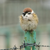 もふもふスズメさん
