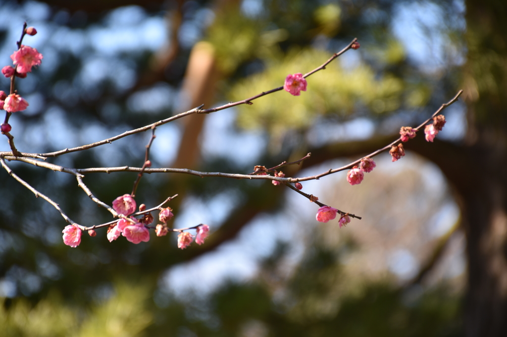 まだ花開かず