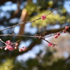 まだ花開かず