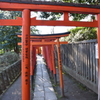 根津神社　鳥居トンネル