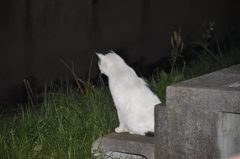 はじまりのネコ