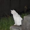 はじまりのネコ