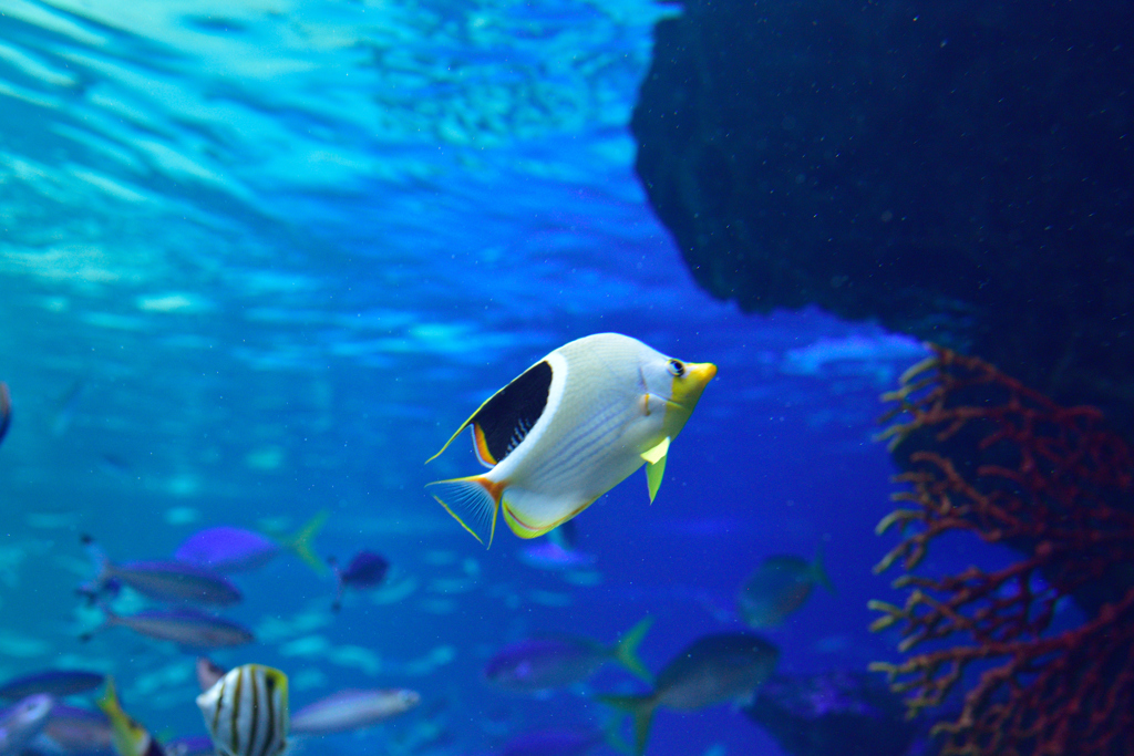たまにやってくる迷い魚
