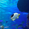 たまにやってくる迷い魚