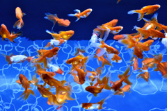 金魚乱舞