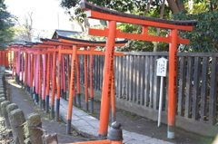 根津神社　鳥居トンネル