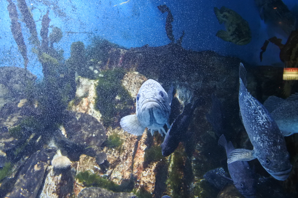 カメラど目線