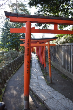 根津神社　鳥居トンネル