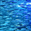 魚螺旋
