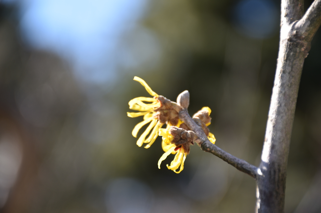 なんの花だろう