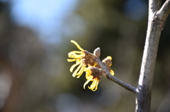 なんの花だろう