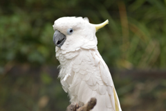 純白のインコ