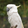 純白のインコ