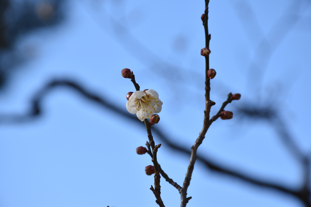 天に座す