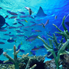 恋になりたいAquarium