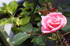 ほんとに一輪の薔薇