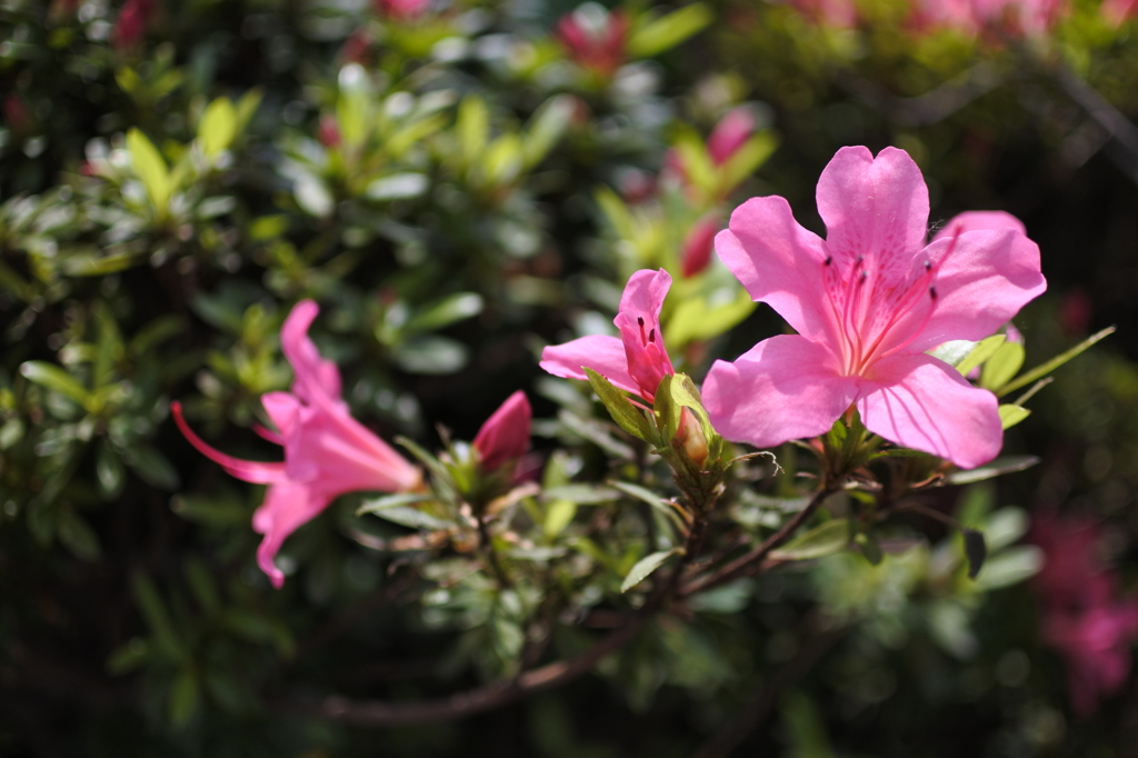 道端の花でもアーティスティックに
