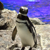 都会のペンギン