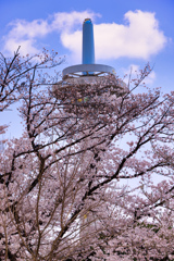 【フォトログ】航空公園の桜-3