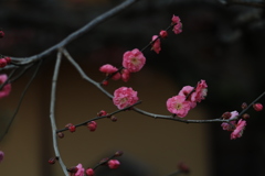 においおこせよ梅の花！