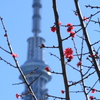 早春のスカイツリー