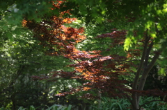 旧芝離宮恩賜庭園の春１０