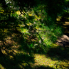 【フォトログ】六義園-3