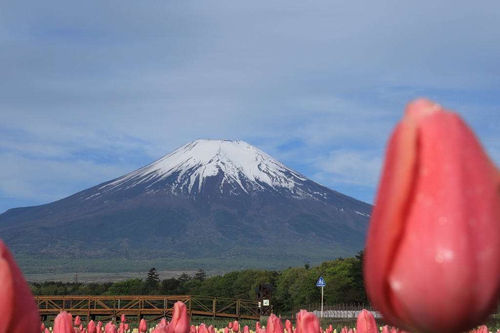 富士四景の参