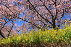 【フォトログ】まつだ桜まつり-4