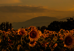 夏の夕暮