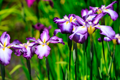 【フォトログ】小石川後楽園・花菖蒲-2