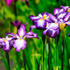 【フォトログ】小石川後楽園・花菖蒲-2