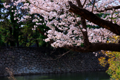 【フォトログ】皇居の桜-4