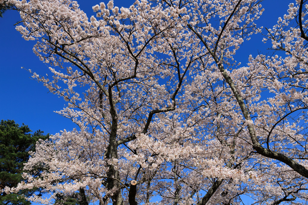 【フォトログ】荒神山スポーツ公園-3