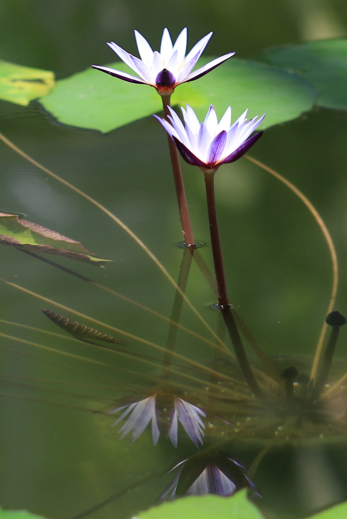 シンメトリ