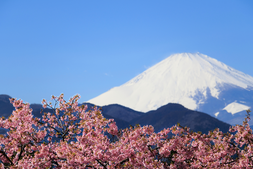 【フォトログ】まつだ桜まつり-3