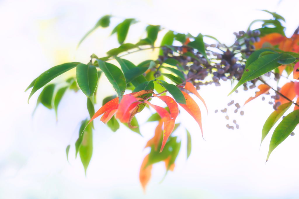 紅葉への誘い