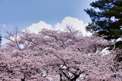 【フォトログ】航空公園の桜-5