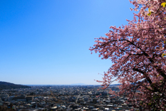 【フォトログ】まつだ桜まつり-2