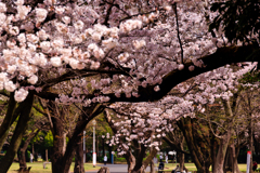 【フォトログ】航空公園の桜-2