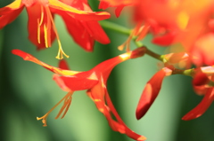 花たちの夏６