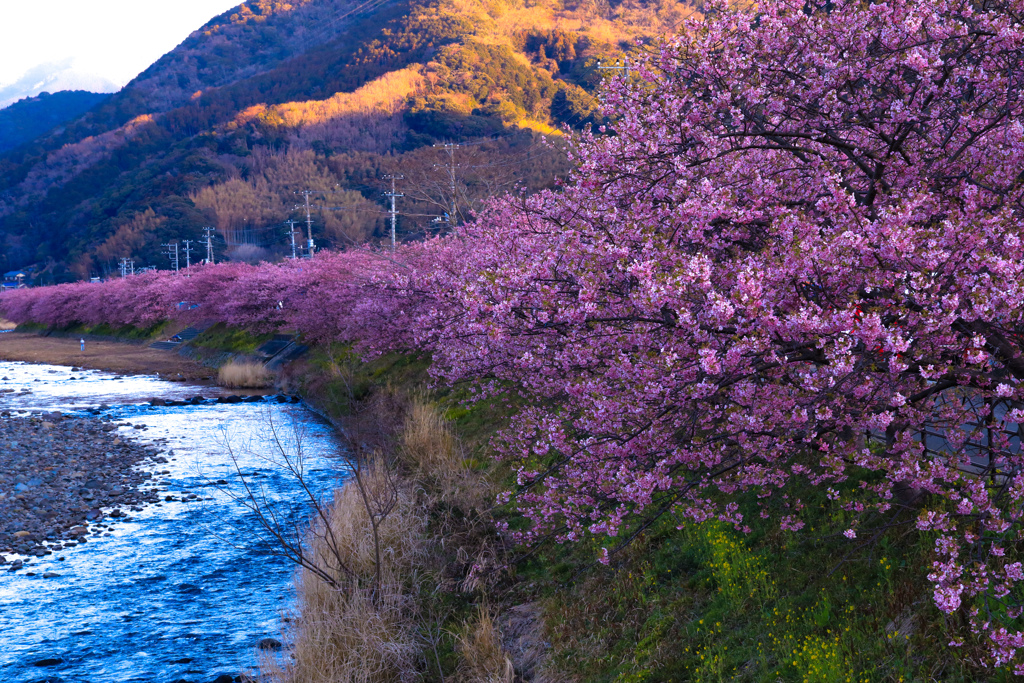 河津の春