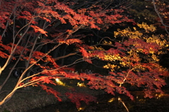 秋深く