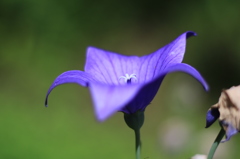 花たちの夏１