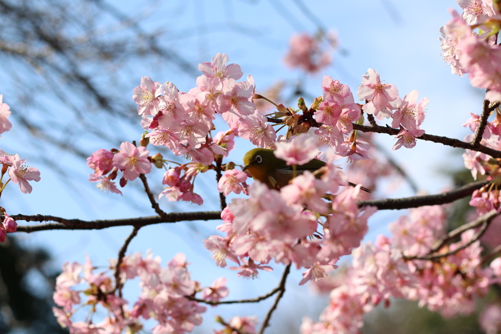 花嫁衣裳