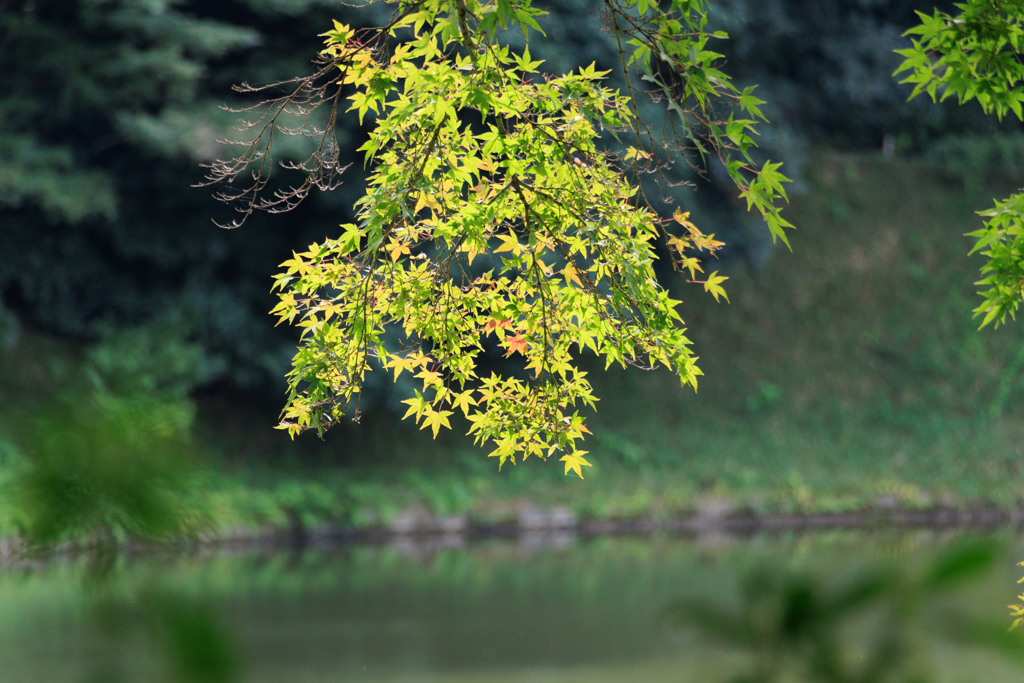 【フォトログ】小石川後楽園の紅葉-1