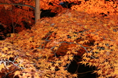 紅葉川