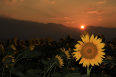 夕陽と向日葵と