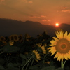 夕陽と向日葵と